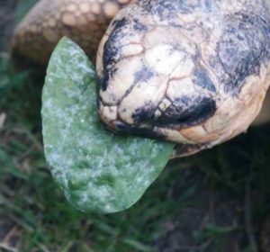 Abb. 4a–b Auch tropische Landschildkröten wie Sternschildkröten (a) und Strahlenschildkröten (b) verschmähen pilzbefallene Futterpflanzen nicht (siehe Video online
