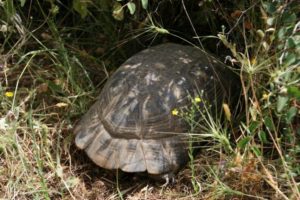 Breitrandschildkröten in ihrem Lebensraum