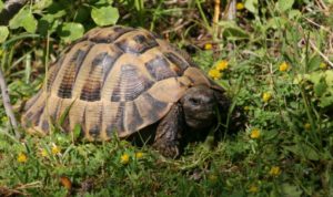 Natürliches Habitat europäischer Landschildkröten