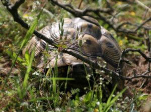 Habitat, Lebensraum Griechische Landschildkröte