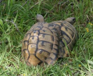 Paarung Landschildkröten