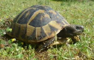 Griechische Landschildkröte