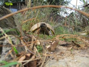 gehegebilder-10-09-10