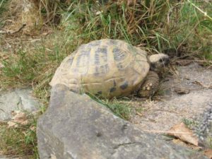 Freilandanlagen für Landschildkröten