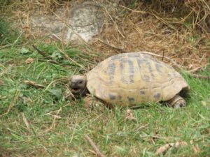 Testudo hermanni boettgeri-Griechische Landschildkröte