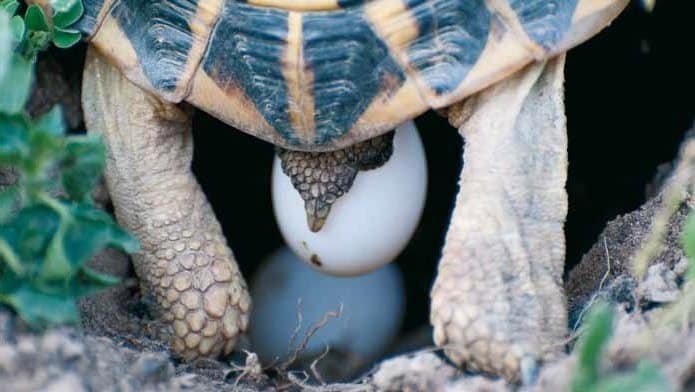 Artgerecht gehaltene Tiere kommen regelmäßig zur Reproduktion, wie diese Italienische Landschildkröte (Testudo hermanni hermanni).