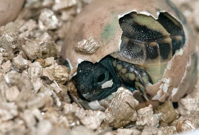 aus dem Ei schlüpfende Schildkröte