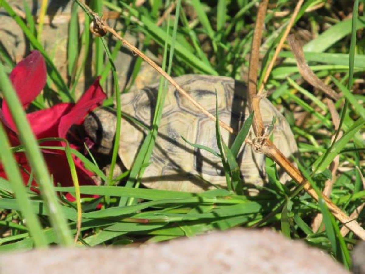 Schildkröte im Gehege