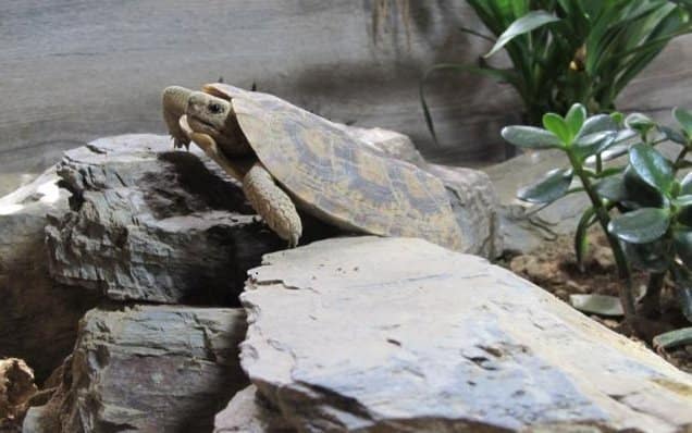 Eines der Weibchen