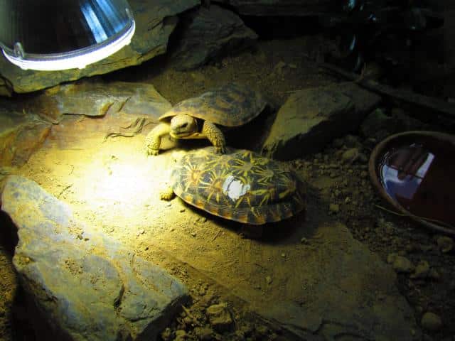 Spaltenschildkröte