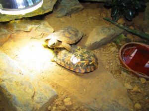 Spaltenschildkröten-Männchen-IAuch mal unter der Lampe