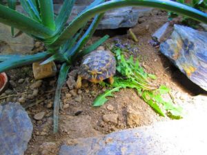Spaltenschildkröten-Männchen-IUnser neuer Bewohner