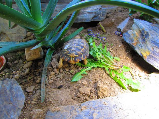 Spaltenschildkröten