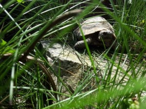 Griechische Landschildkröte
