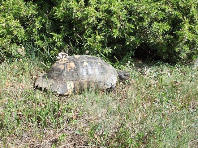 Schildkrötenexkursion