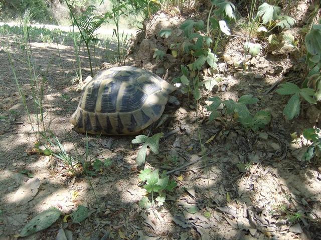 Schildkrötenexkursion