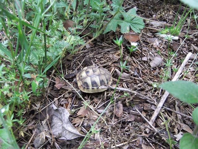 Schildkrötenexkursion