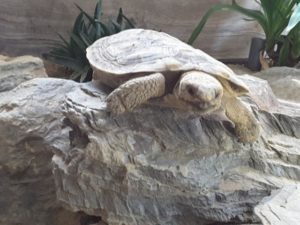Spaltenschildkröte, ostafrikanische Landschildkröte