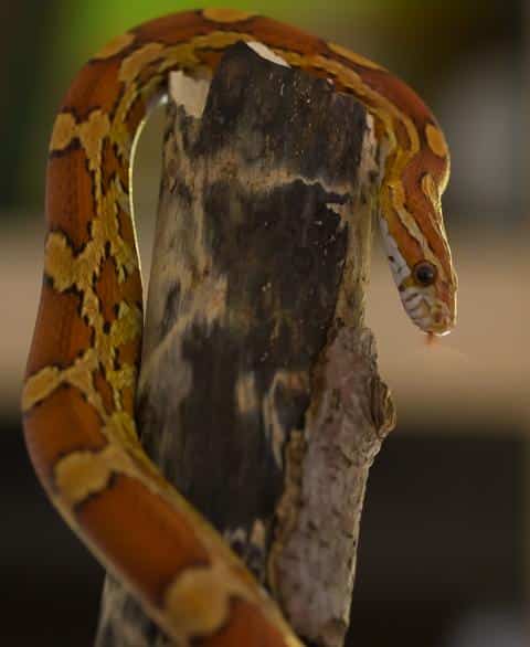 Kornnatter