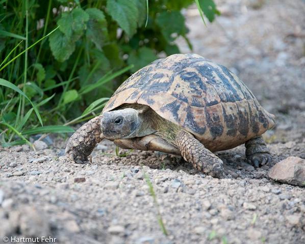 Landschildkröte