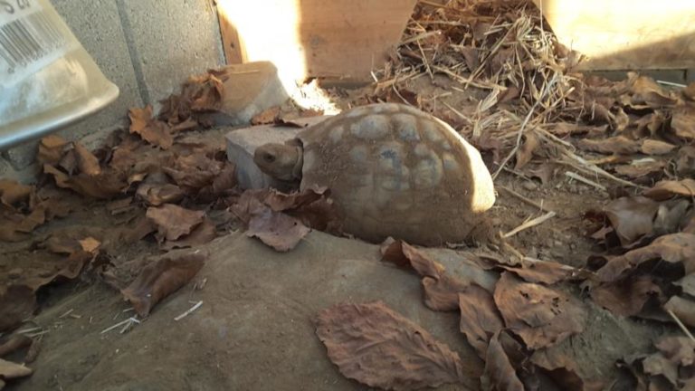 Griechische Landschildkröte nach der Kältestarre im Freigehege