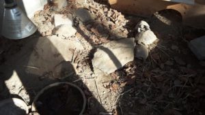 Griechische Landschildkröte nach der Kältestarre im Freigehege