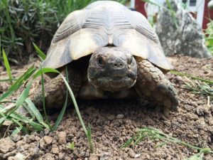 Landschildkröte im Freigehege