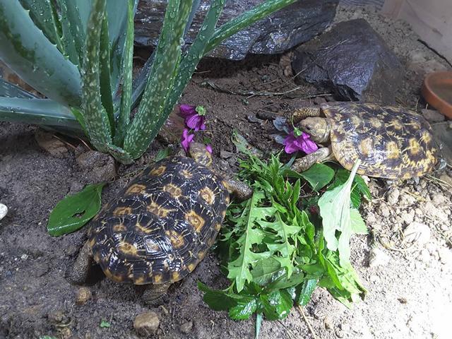 Ostafrikanische Spaltenschildkröten