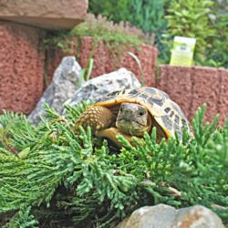 Pflanzen für Schildkrötengehege Abb. 12 Kriech-Wacholder