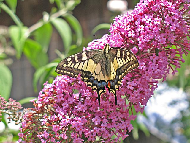 Abb. 18 Schmetterlingsflieder Buddleja davidii