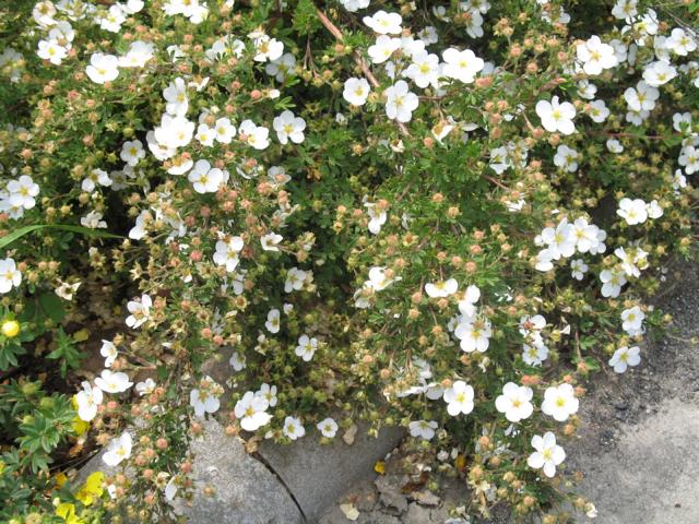 Abb. 2 Potentilla fruticosa Abbotswood