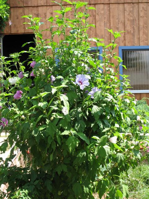 Abb. 20 Garten-Hibiskus Hibiscus syriacus im Gehege