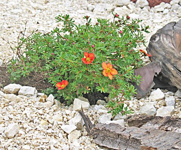 Abb. 3 Potentilla fruticosa Red Ace im Gehege 1