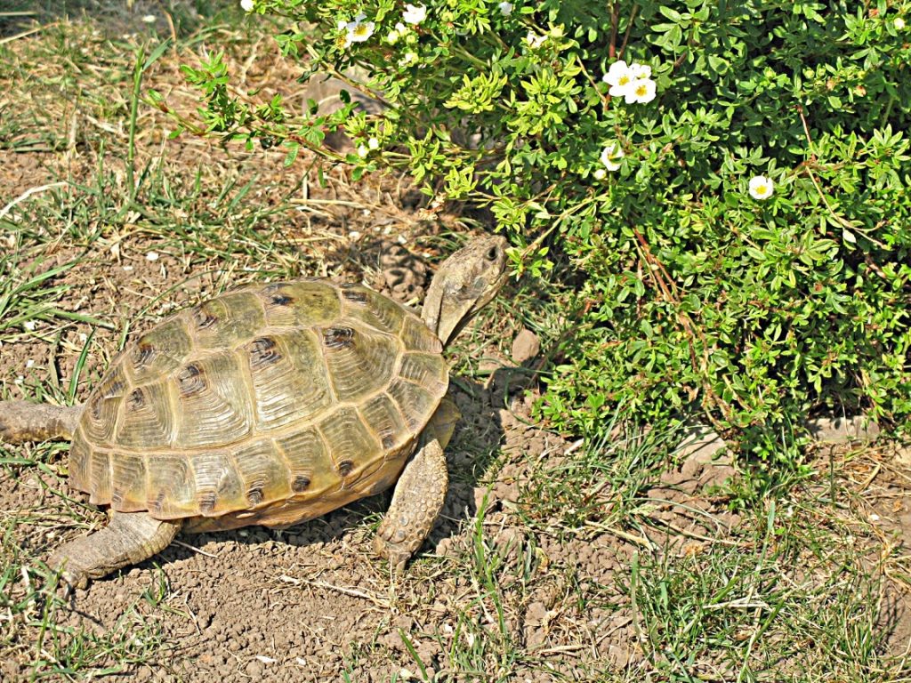 Pflanzen für Schildkrötengehege Landschildkröten im Hunsrück