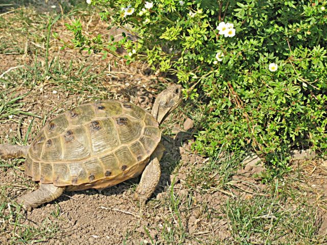 Abb. 6 Steppenschildkröte Testudo horsfieldii mit Potentilla fruticosa ʹAbbotswoodʹ