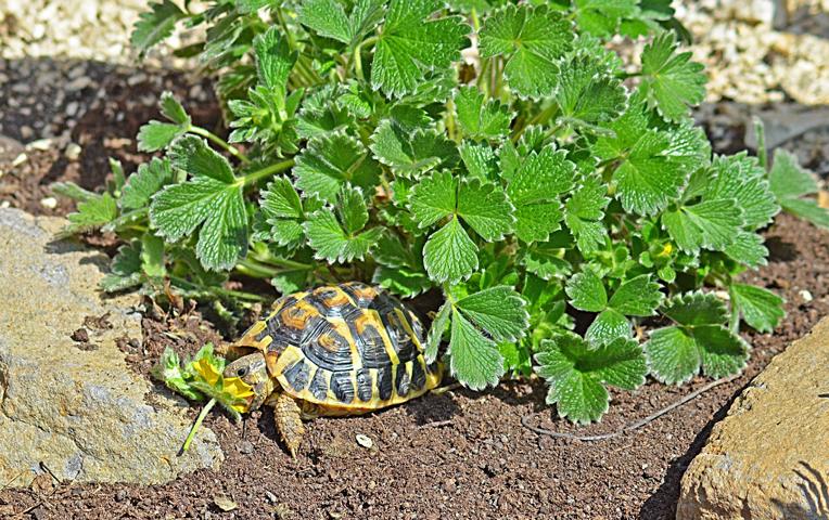 Abb. 7 Griechische Landschildkröte T. hermanni hermanni mit Potentilla megalantha