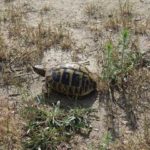 Schildkrötenhabitat für Landschildkröten