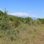 Schildkrötenhabitat für Landschildkröten