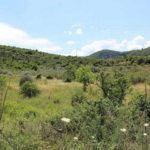 Schildkrötenhabitat für Landschildkröten