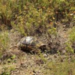 Schildkrötenhabitat für Landschildkröten