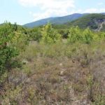 Schildkrötenhabitat für Landschildkröten