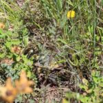 Schildkrötenhabitat für Landschildkröten