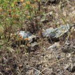 Schildkrötenhabitat für Landschildkröten