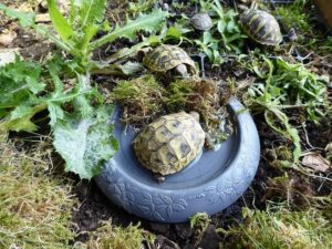 Schlüpflinge Landschildkröten