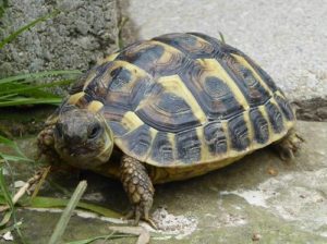 Griechische Landschildkröte