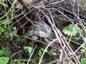 Landschildkröte im Versteck