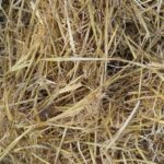 Stroh Frisches Weizen- oder Haferstroh Verfügbarkeit: in großen Mengen (sofern man auf dem Lande wohnt oder mit Pferden zu tun hat)