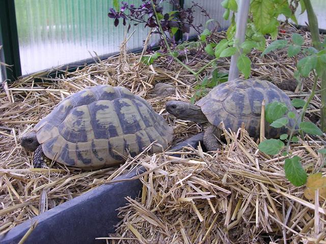 Griechische Landschildkröten