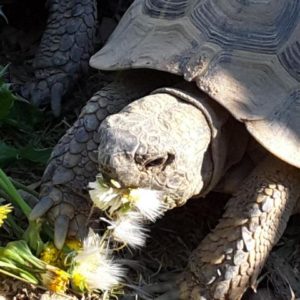 Griechische Landschildkröte