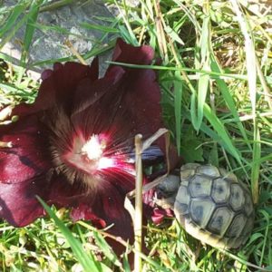 Schlüpfling griechische Landschildkröte beim "Kampf" mit einer Stockrosenblüte- Ernährung europäischer Landschildkröten